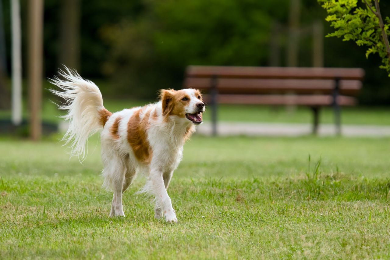 Golden Retriever parkta yürüyüşte