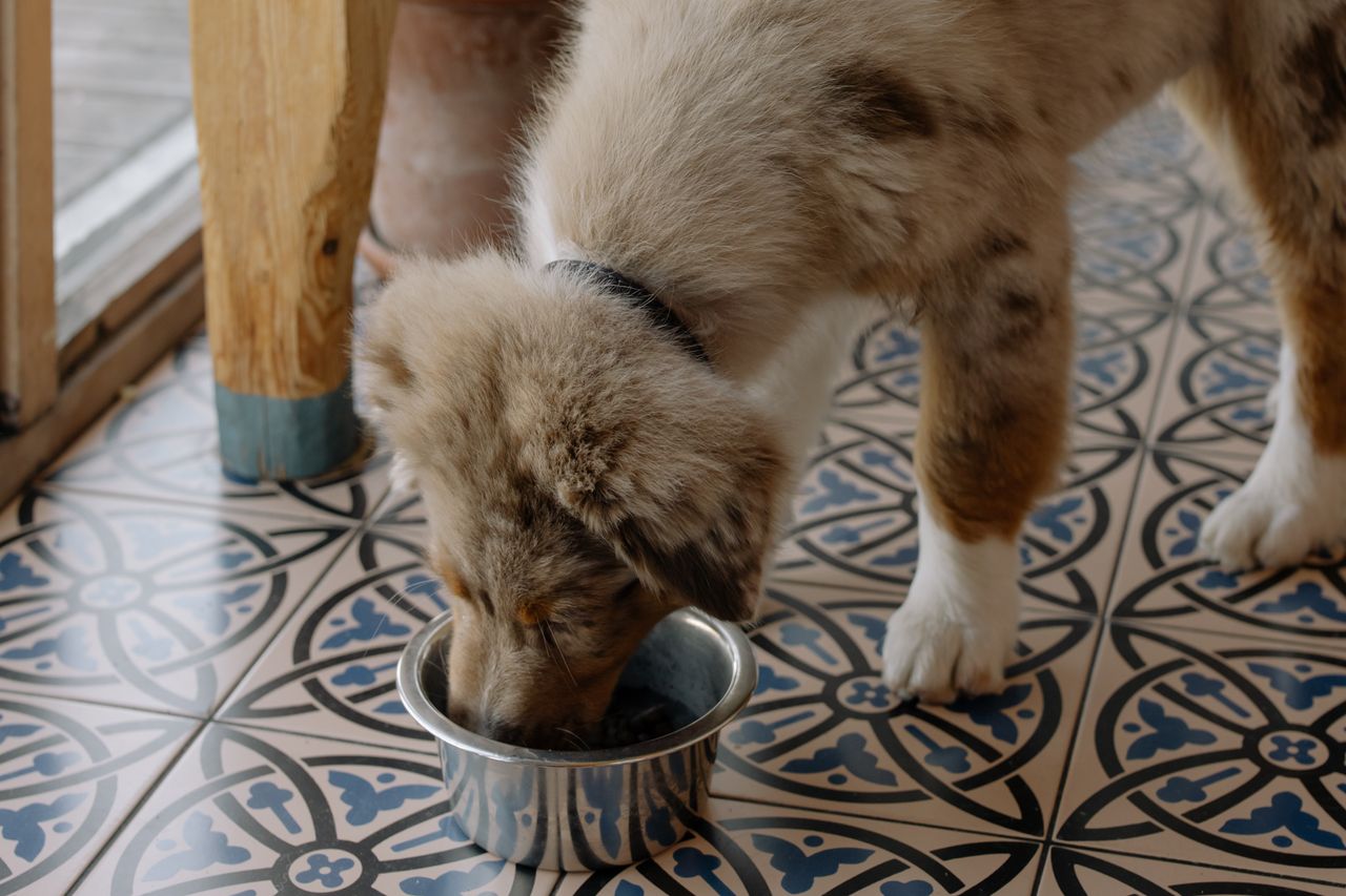 Yavru köpek mama kabından yiyor