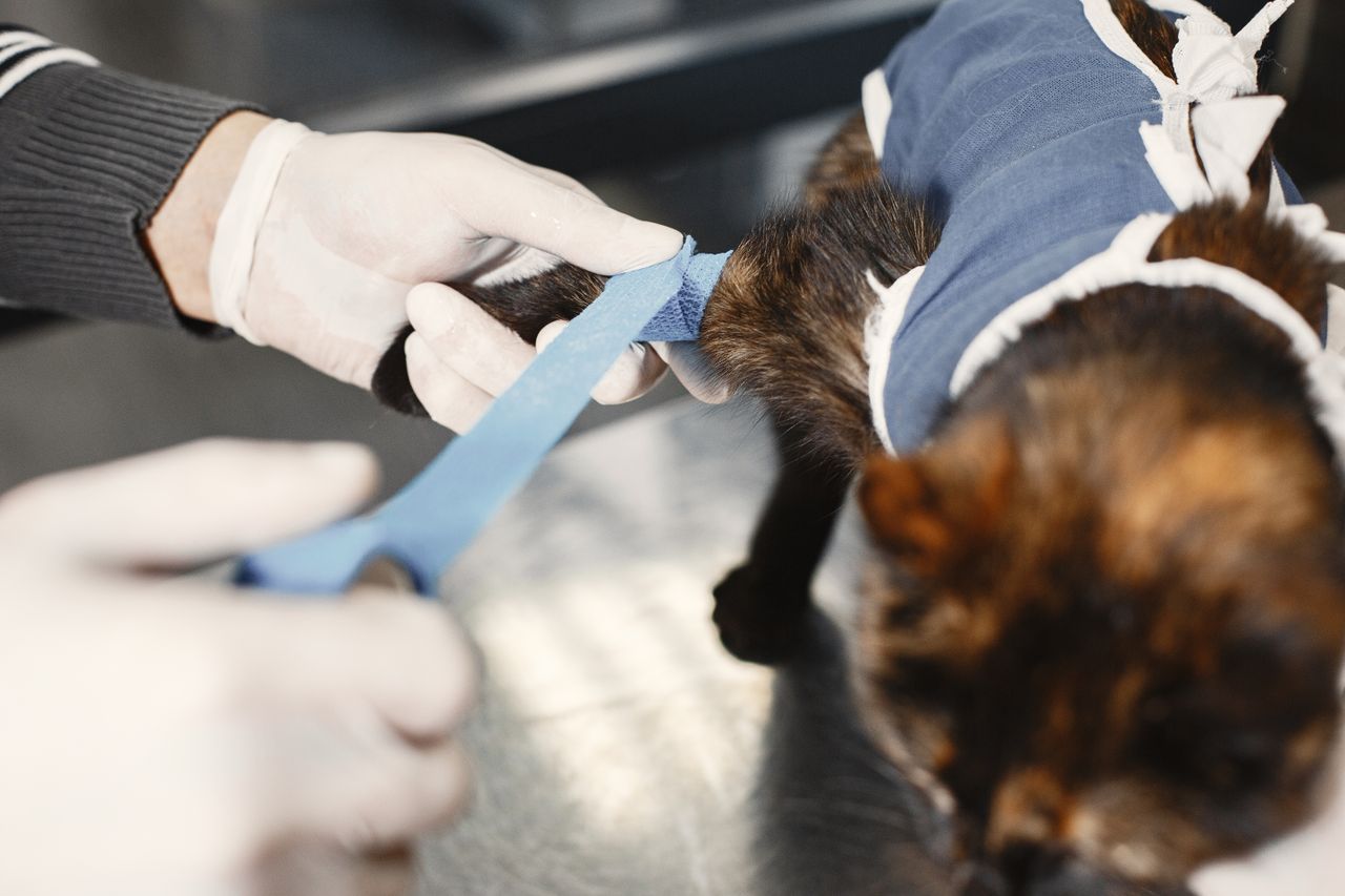 Veteriner kedi pençesine pansuman uyguluyor