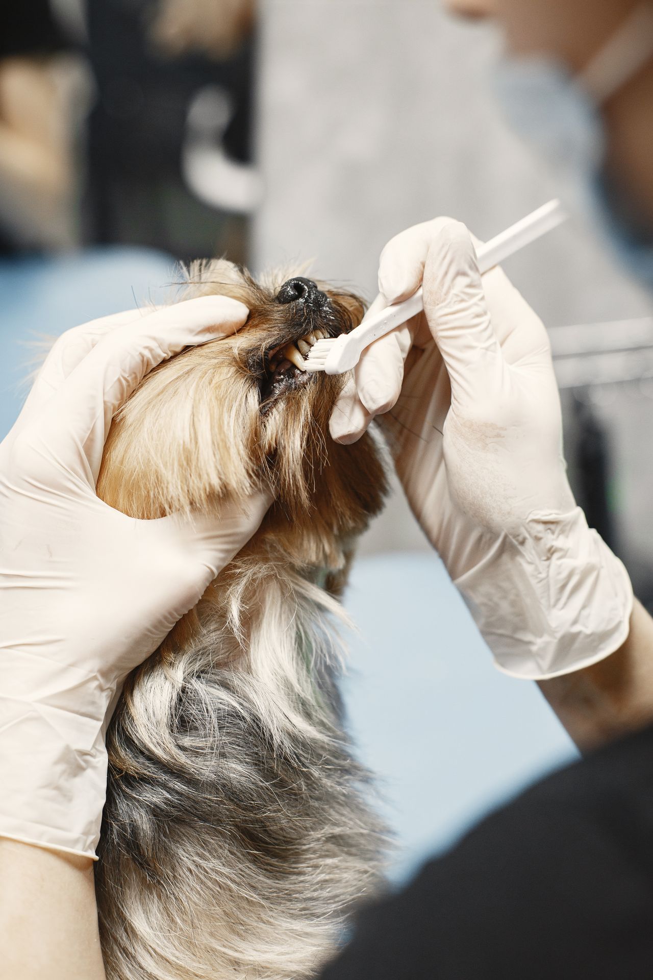 Diş fırçası ve eldiven ile köpek ağzı yakın çekim