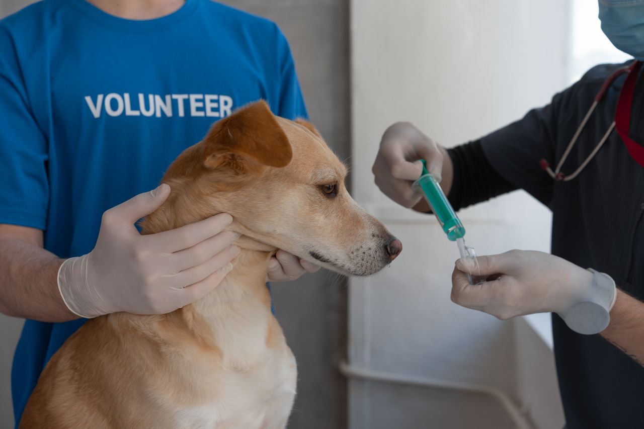 Köpek bacağına yakın plan enjeksiyon uygulaması