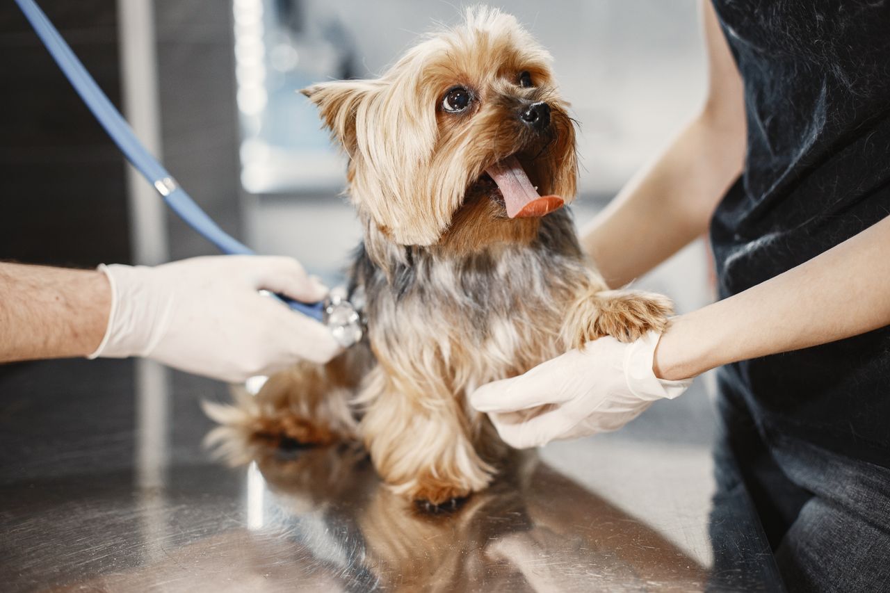 Yorkshire Terrier veteriner muayenesinde, eldiven giyen eller görünüyor